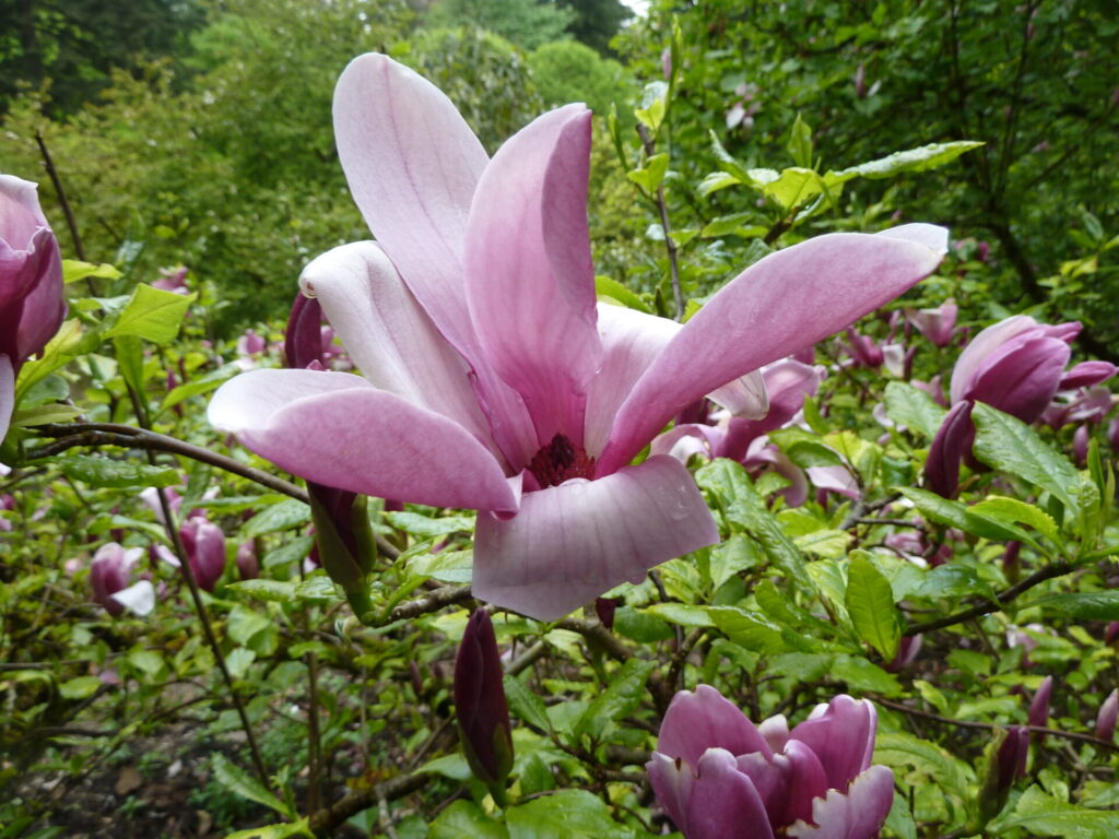 magnolia permacultuur