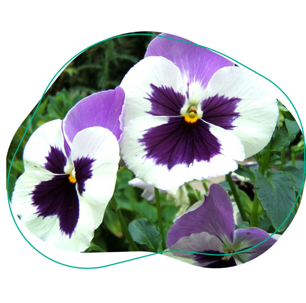 eetbare bloemen viooltjes