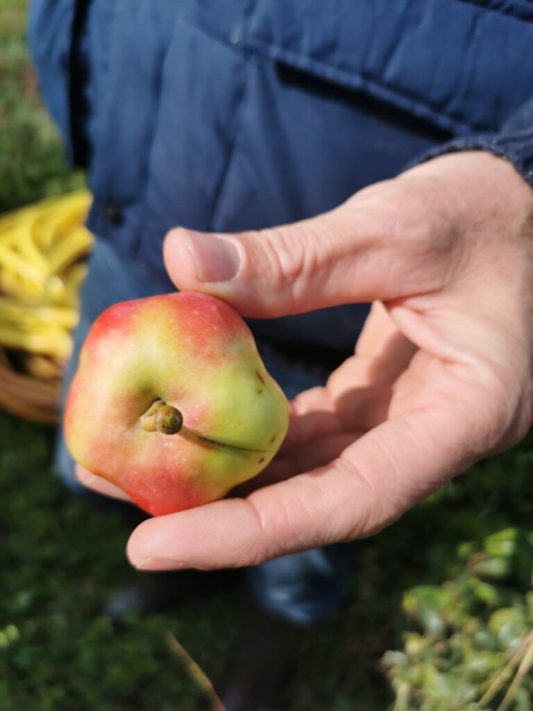 voedselbos appel bijzondere cultivar